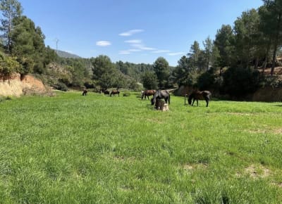 Yeguada victoria - hipica 