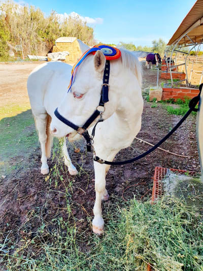 Paddock De Azahar - hipica in Castellón de la Plana