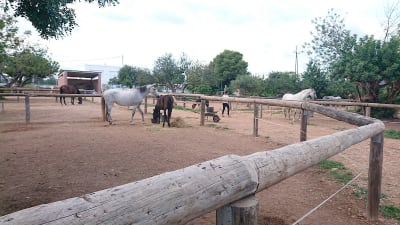 Centre Hípic "La Sínia" - hipica in Roda de Berà