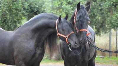 Club Hípico Tomàs Santiago CHTS - hipica in Vinyols i els Arcs