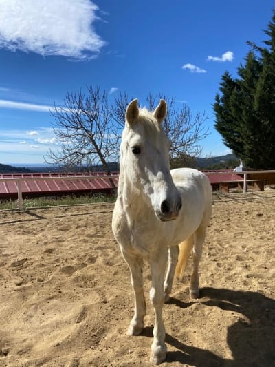 Mussara Centre d'Equitació - hipica in Vilaplana