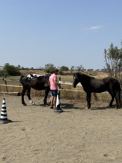Equinoterapia Lliri Blau - hipica in Linyola