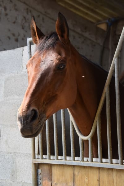 ECURIES ST FERREOL - hipica in Chis