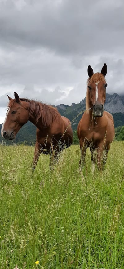 Equestrian Center Equi'boutx - hipica in Boutx