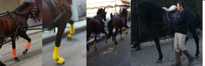 DOMA Y ENGANCHE DE CABALLOS - hipica in La Bisbal del Penedès