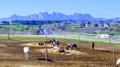 NATRUSKY -L’Espai del Cavall- (Club Hípic Sant Fruitós) - hipica in Sant Fruitós de Bages