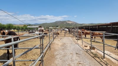 Hípica Vinyet - hipica in Sant Miquel d'Olèrdola