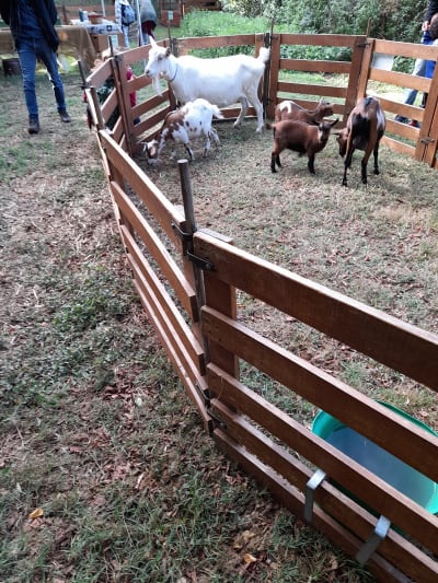 Poney-club de Fonsorbes - hipica in Fonsorbes