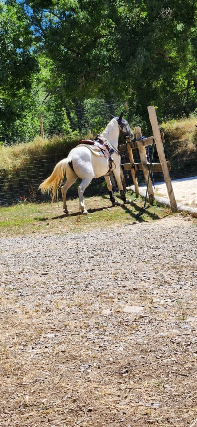 caballosdelpirineo y Villanovilla casa rrursl - hipica 