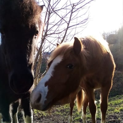 Horse Farm Picking And Company - hipica in Arrout