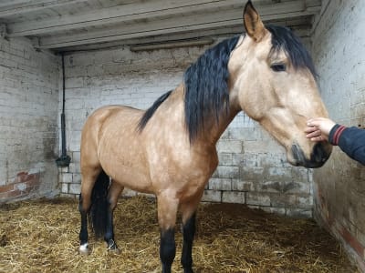 Yeguada Pozanco Sans - hipica in Els Omellons