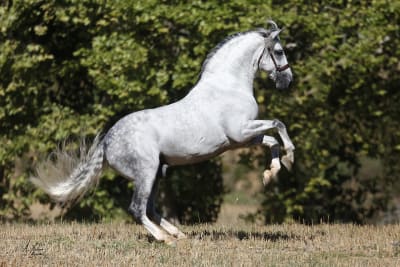 Yeguada Trujillo - hipica in Salitja