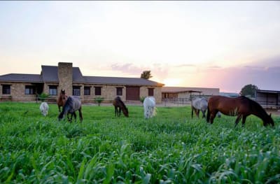 Yeguada Carmen Martinez, Centro Ecuestre - hipica in Fuente Palmera