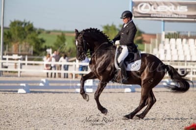 CEPE Ruiz Esteban - hipica in Llíria