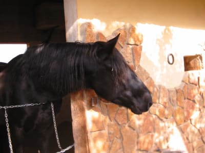 Centro Hípico Las Palmas - hipica in Torrent