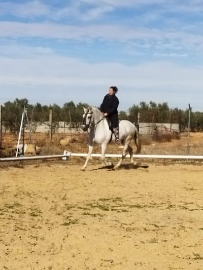 Centro Ecuestre Club Hípico Socuéllamos - hipica in Socuéllamos