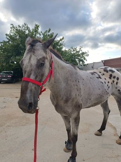 Club Hípico Pataco - hipica 