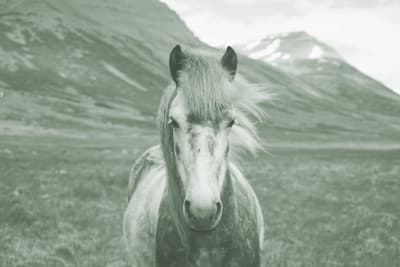 Coaching con Caballos - New Perception, Mayte Roger - hipica in Valencia