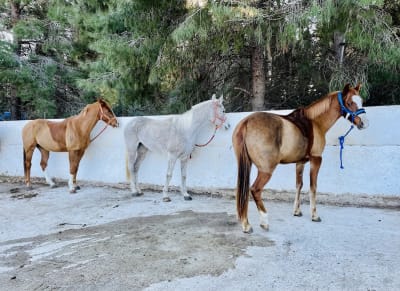Centro de Equitación La Vallesa - hipica 