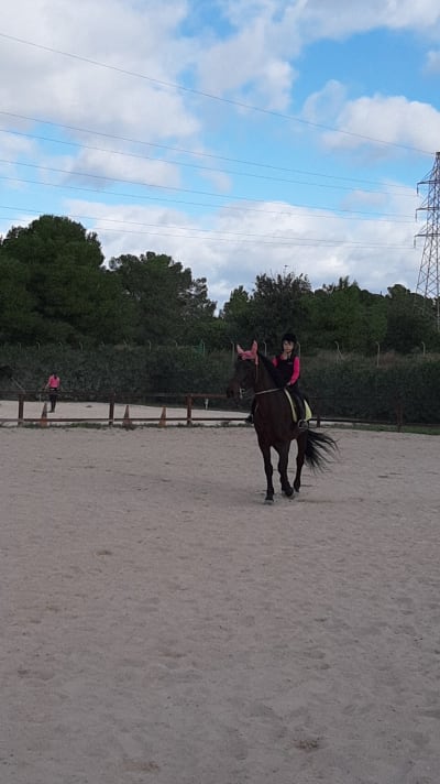 Club hipico Vicente Perez - hipica in Manises