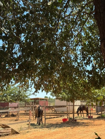 Hipica Prados Descanso Valencia - hipica in Cheste