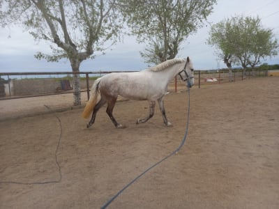 Centre Hípic Dos Vents - hipica in Aldaia