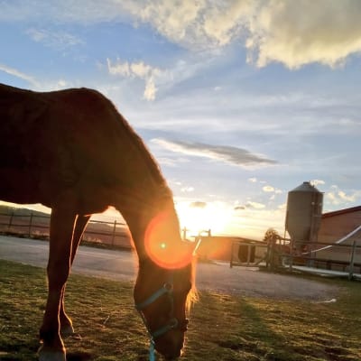 Centro Hípico Doble G - golf in Tornadizos de Ávila