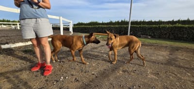 Yeguada Bonbon - hipica 