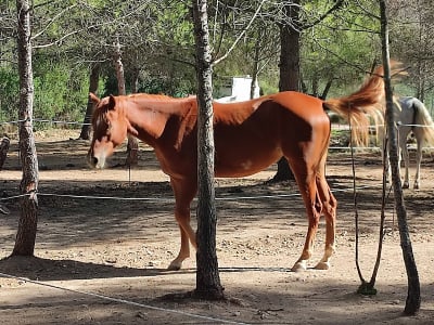 Rancho "El Paso" - hipica 