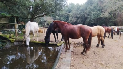 HÍPICA PADDOCK ACTIVO COLLSEROLA - hipica in Molins de Rei