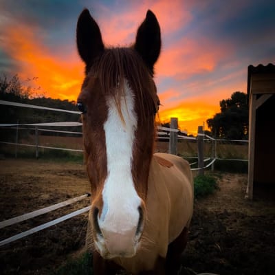 Hipica Via Dufresne - hipica 