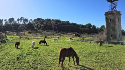 Cavalls de Calma - hipica 