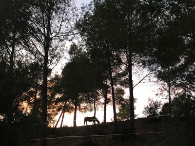 Equinocerca - hipica in Can Formiga