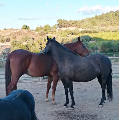 Cal Gaudí - Espai Eqüestre - hipica in Sant Pere de Riudebitlles