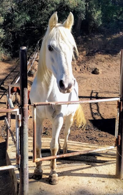 Fundación Federica Cerdà - hipica in Sant Cugat del Vallès