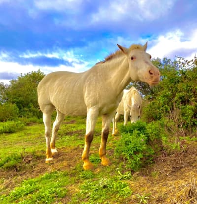 Padocks NATURAL EQUUS - hipica in Castellar del Vallès