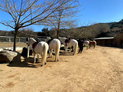 Hípica Cal Fuster Casa de Cavalls - hipica in Vallromanes