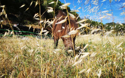 Binomis - hipica in Sant Fost de Campsentelles