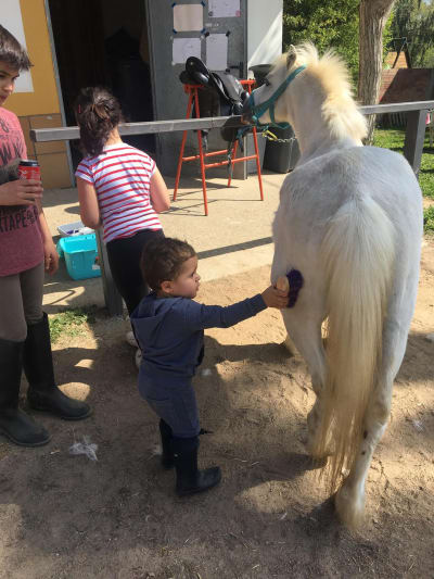 Club Eqüestre La Vall Del Tenes - hipica in Lliçà d'Amunt