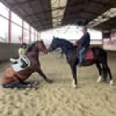 Club Equestre Quesada - hipica in Salt