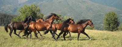 Hípica el Pas - hipica in Toses