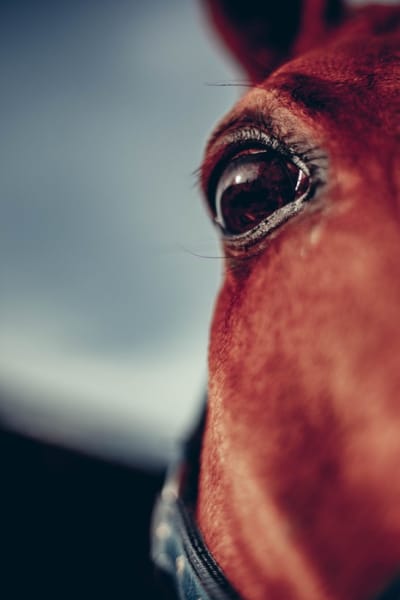 Hípica el Serrat - hipica in Moià