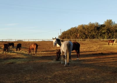 L'Escut Cavalls - hipica in Girona