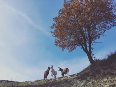 Cavalls Besora - hipica in Montesquiu