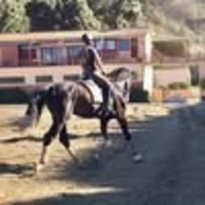 Royal Horse Club Llavaneres - hipica in Sant Andreu de Llavaneres