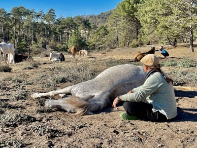 Aura Coaching Con Caballos - hipica in Moià