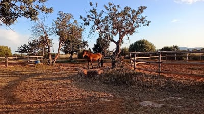 Hípica Mas del Rull - hipica in Capicorb