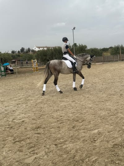 Dressage Aguilar - hipica in Riudoms