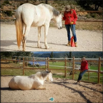 ReWild at Windchaser Ranch - hipica in Arens de Lledó