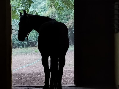 Clau de llum & Equina l'esperit del Vent - hipica in Terrassa